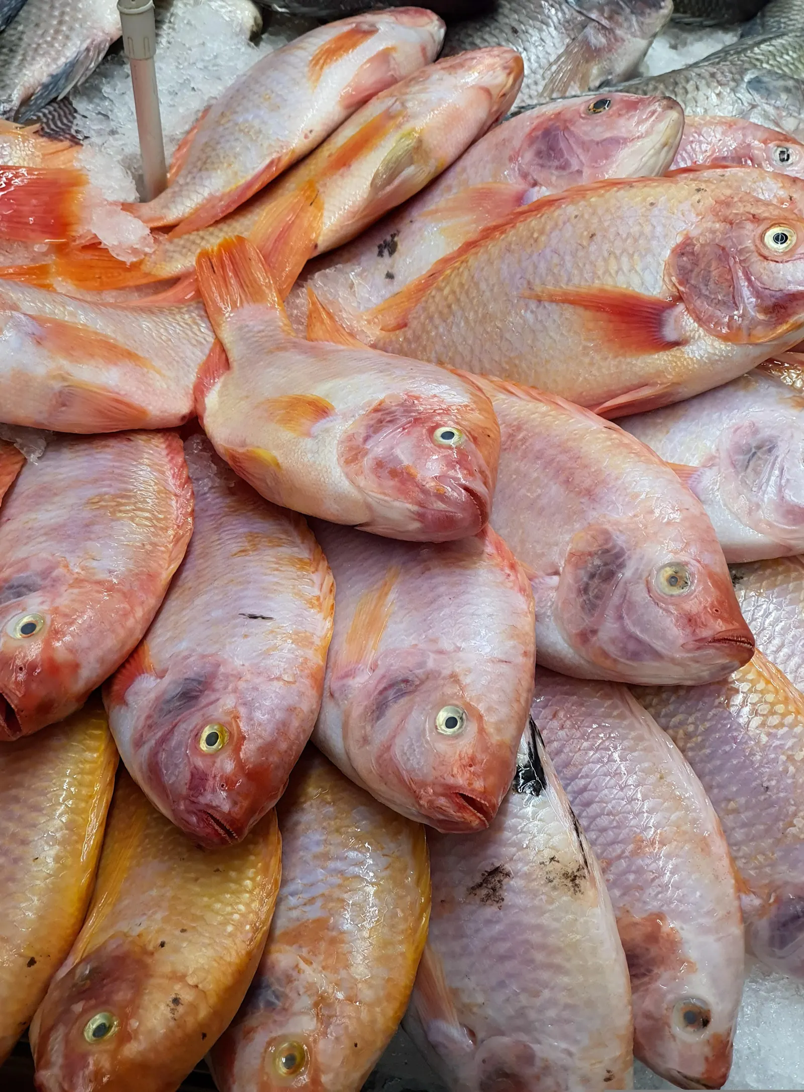 Mojarras rojas (tilapias) frescas sobre hielo en un puesto de mercado