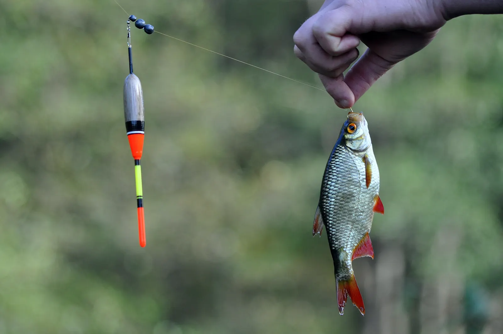 Aparejo con boya, plomos y un pez pequeño recién sacado del agua